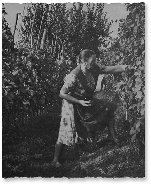 Germano Bignante Vini