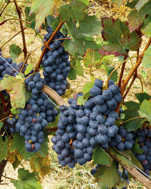 Germano Bignante Vini
